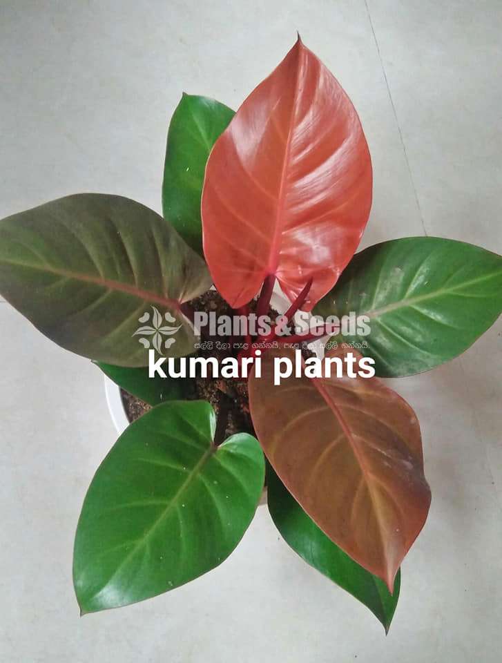 Philodendron collection