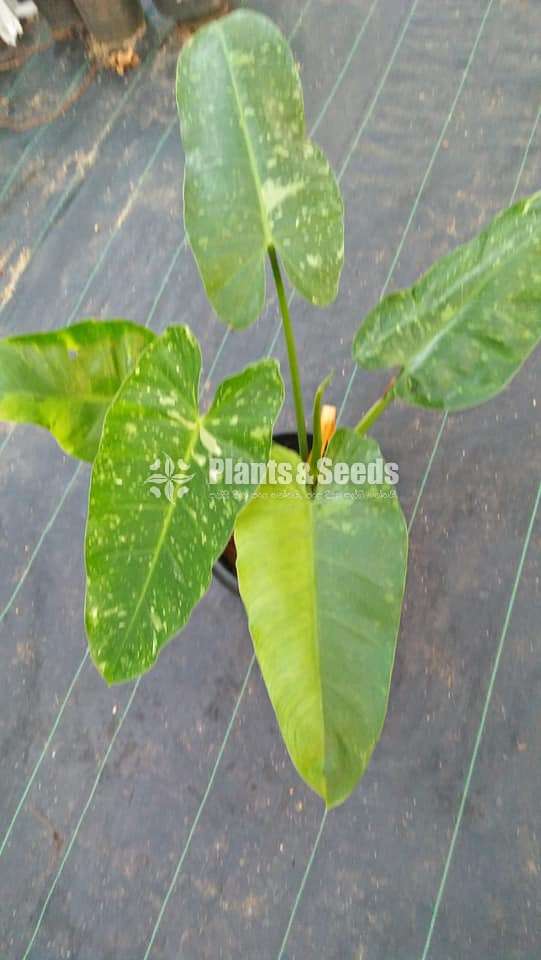 Philodendron collection