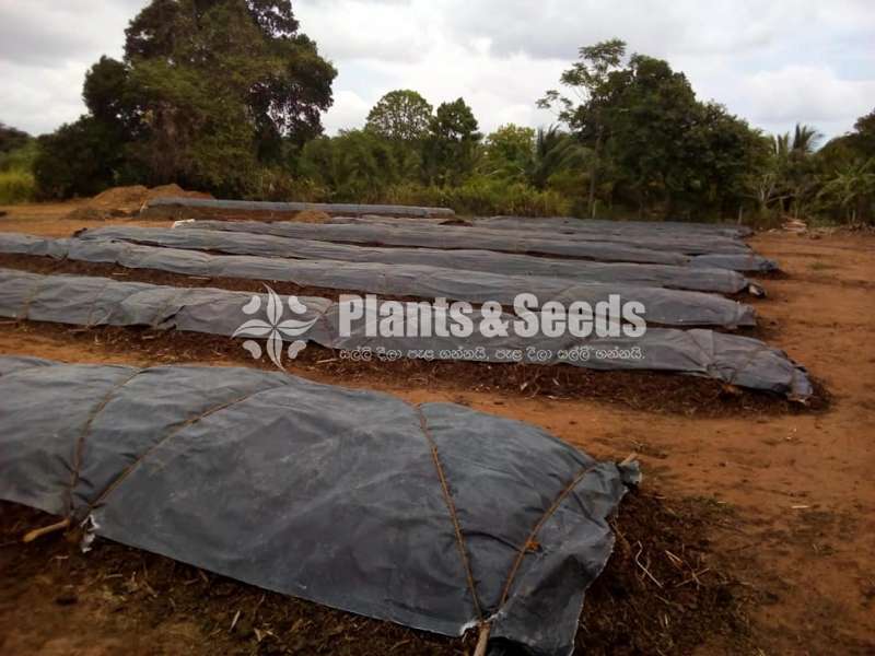 Organic Fertilizer (කාබනික පොහොර )