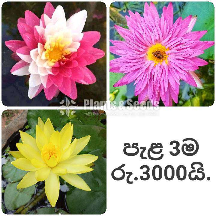 Water plants package