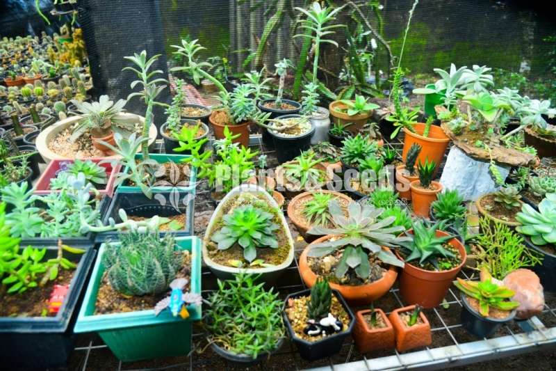 Cactus for sale (කැක්ටස්)