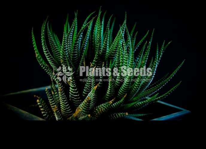 Cactus for sale (කැක්ටස්)