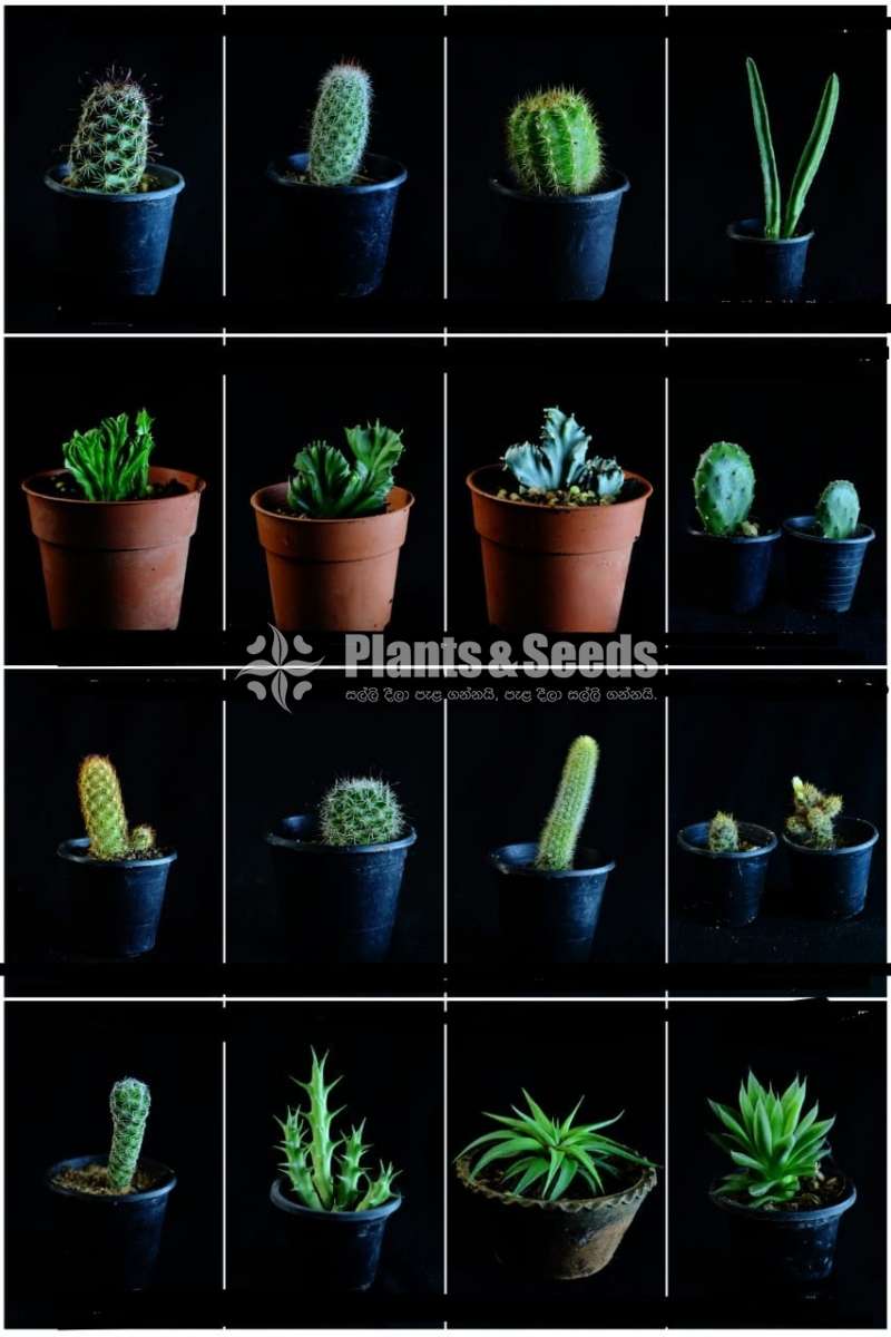 Cactus for sale (කැක්ටස්)