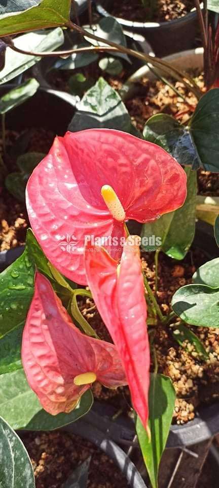 Anthurium Package