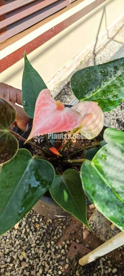 Anthurium package with Utha