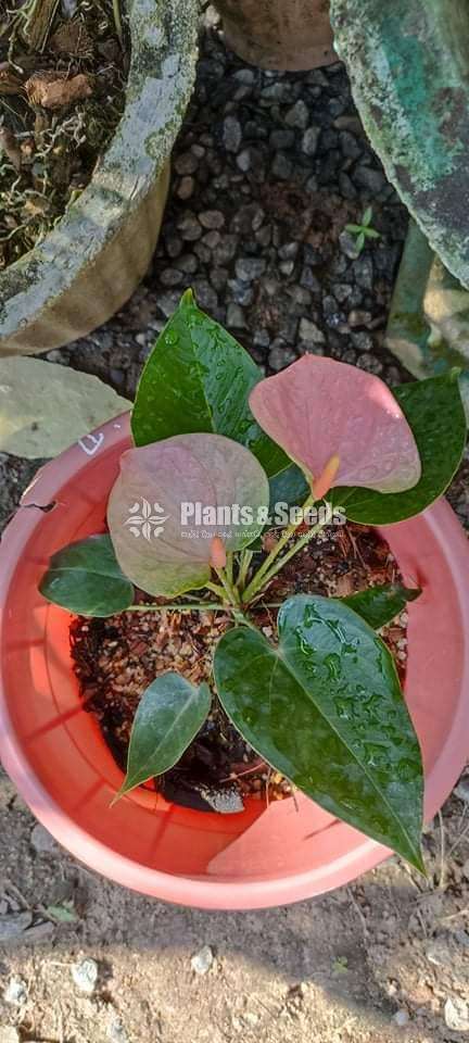 Anthurium package with Utha