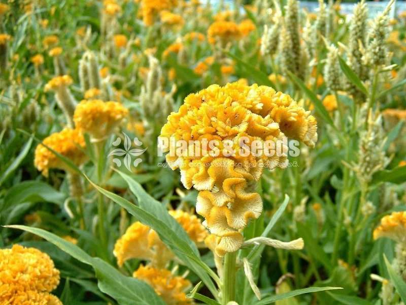 Celosia (වර්ග 6කින් සිලෝසියා බීජ)