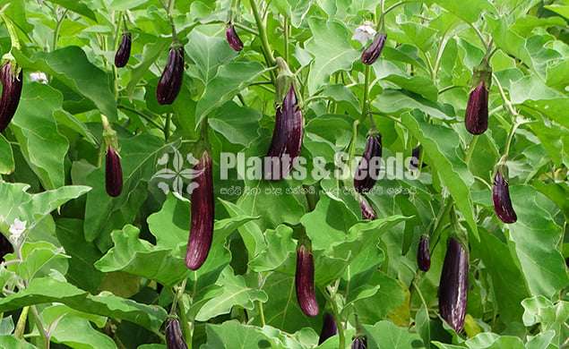 Vegetable seeds (එලවළු වර්ග 20ක බීජ)