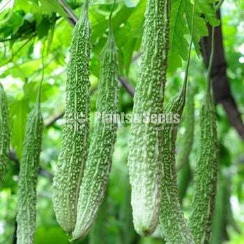 Vegetable seeds (එලවළු වර්ග 20ක බීජ)