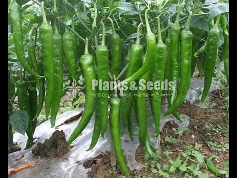 Vegetable seeds (එලවළු වර්ග 20ක බීජ)