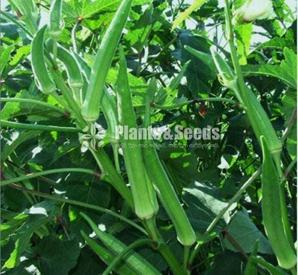 Vegetable seeds (එලවළු වර්ග 20ක බීජ)