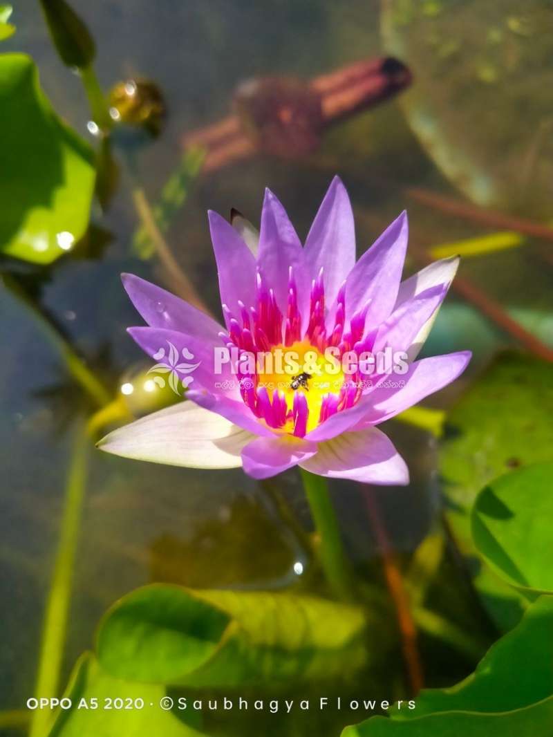 Colorata water plants (කොලරාටා මල්)