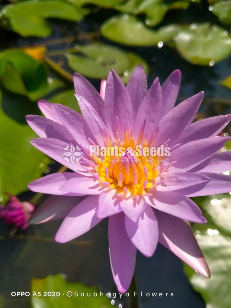 Lilac water plants (මල් සහිත ශාක)