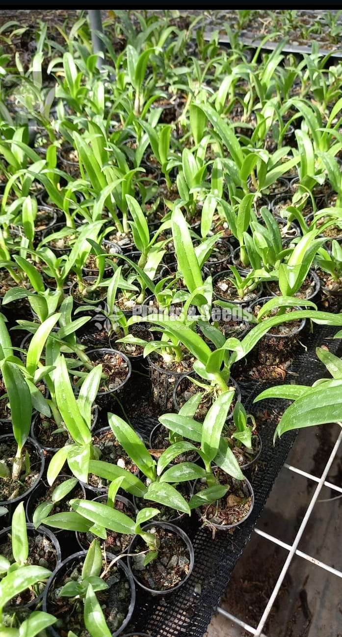 Ema white orchids (කුඩා පැල)