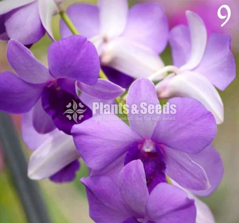 Orchid collection sale