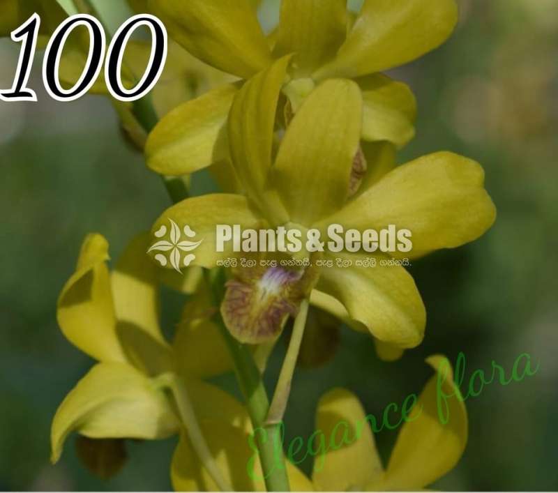 Orchid collection sale