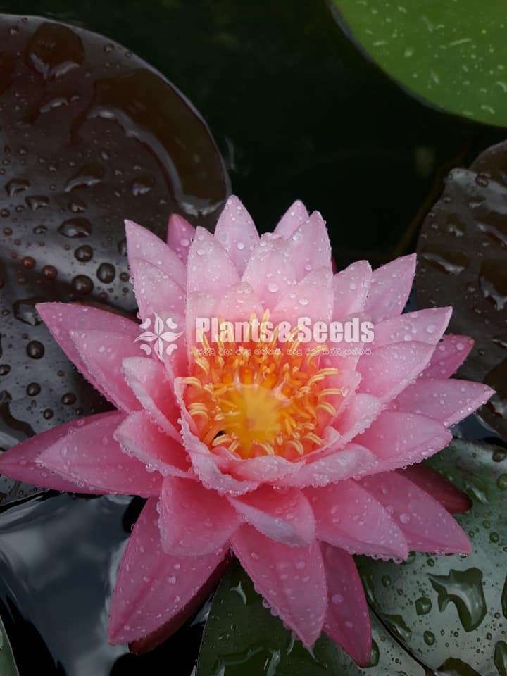 Fire opal water lily