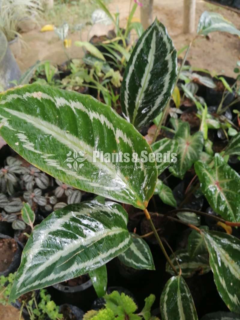 Calatheya plants for sale