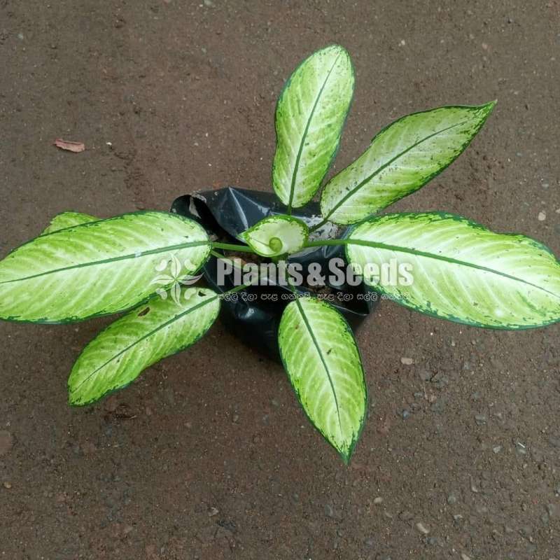 Calatheya plants for sale