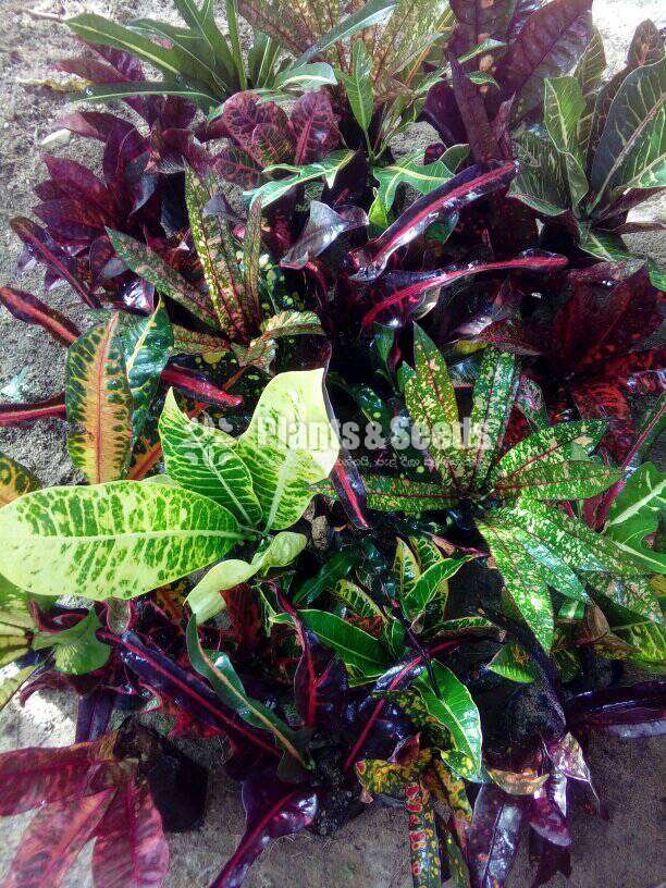 Croton plant (ක්‍රොටන්)