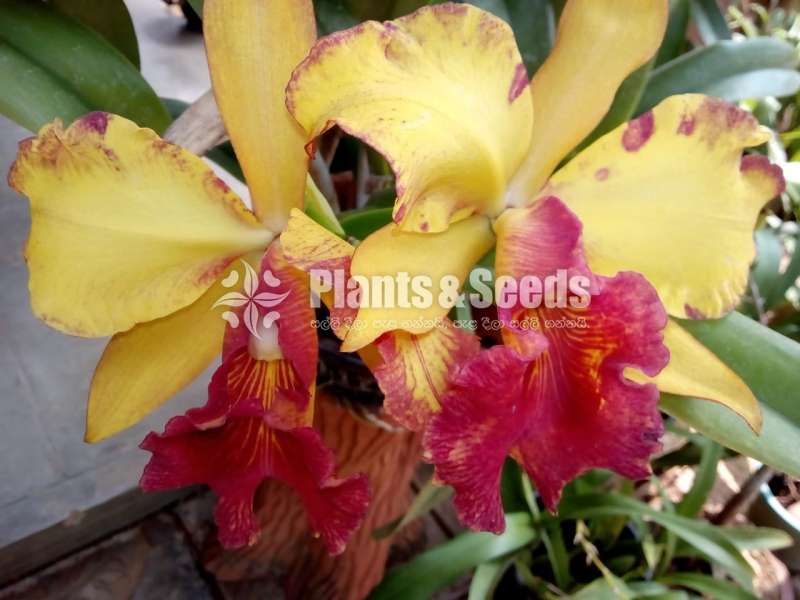 Cattleya orchids