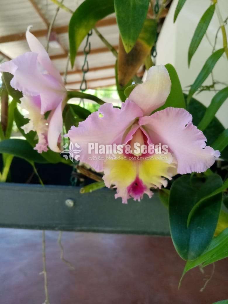 Cattleya orchids