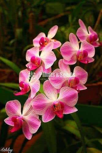 phalaenopsis Orchids (පැලනොප්සිස් )