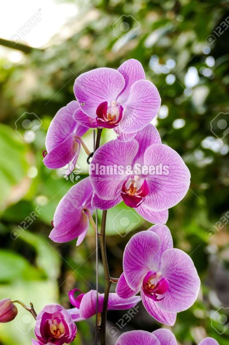 phalaenopsis Orchids (පැලනොප්සිස් )