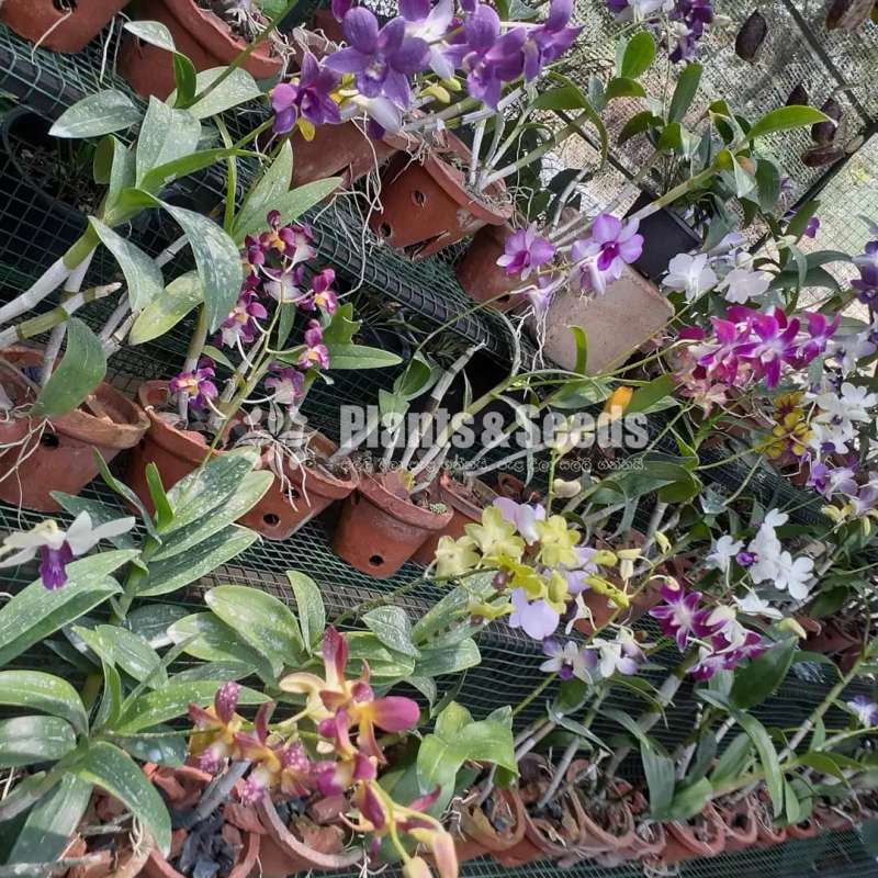 Dendrobium orchid