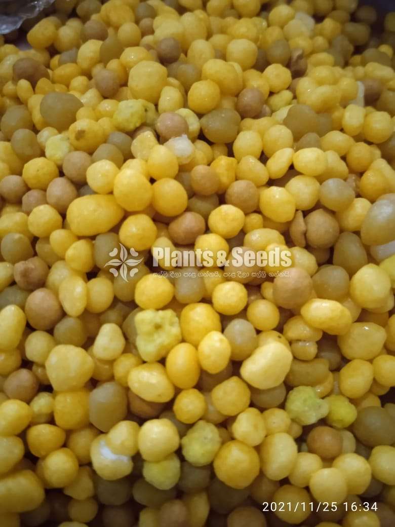 Osmocote (ඔස්මාකොට් )