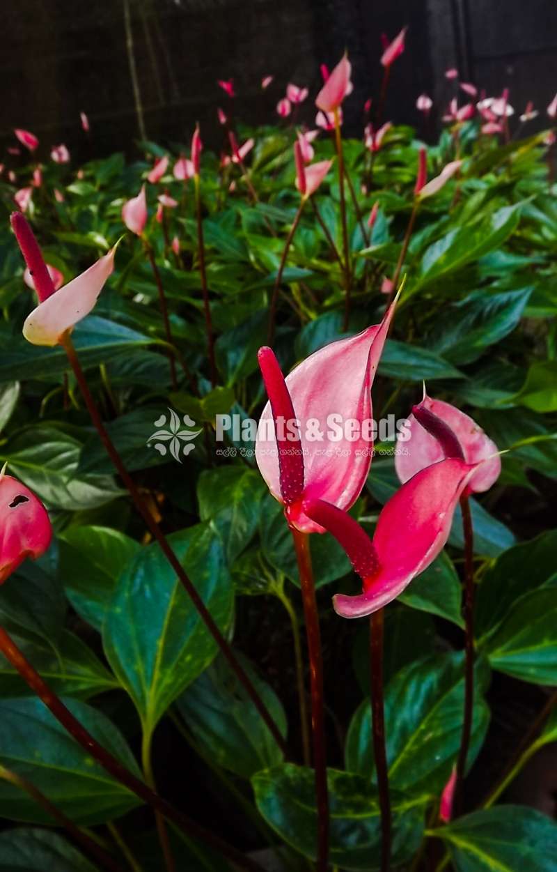 Pickme Mother Plants