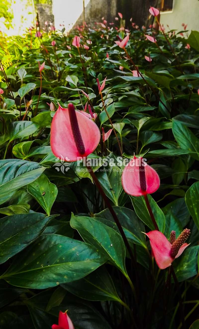 Pickme Mother Plants