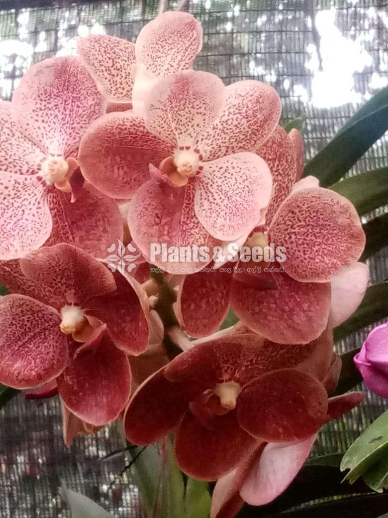 Vanda ( පොඩි පැල)