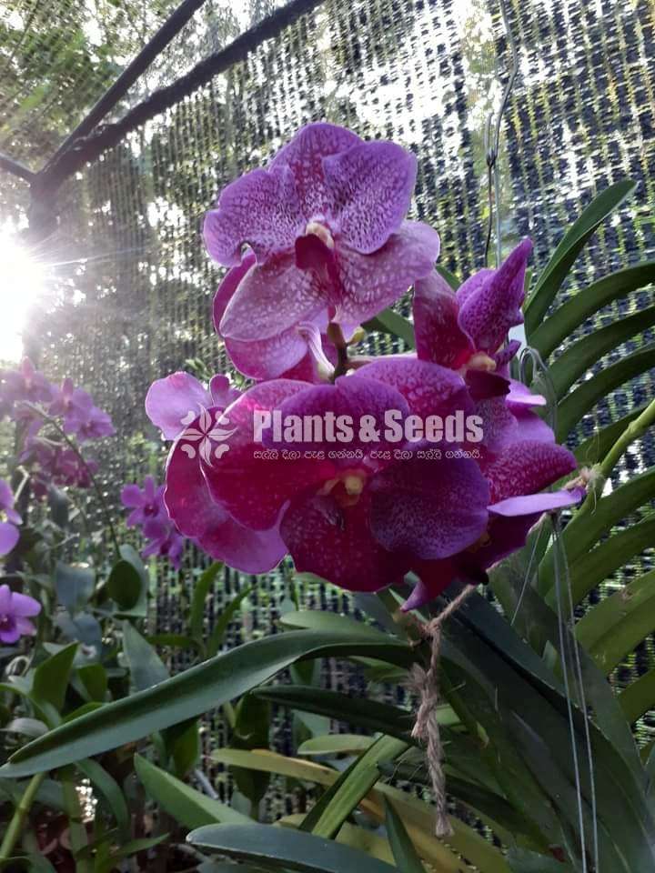 Vanda ( පොඩි පැල)
