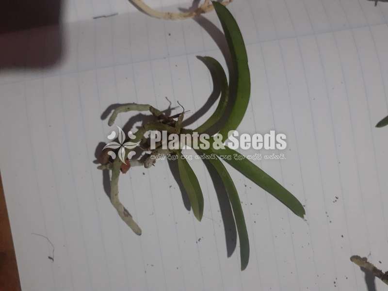 Vanda ( පොඩි පැල)
