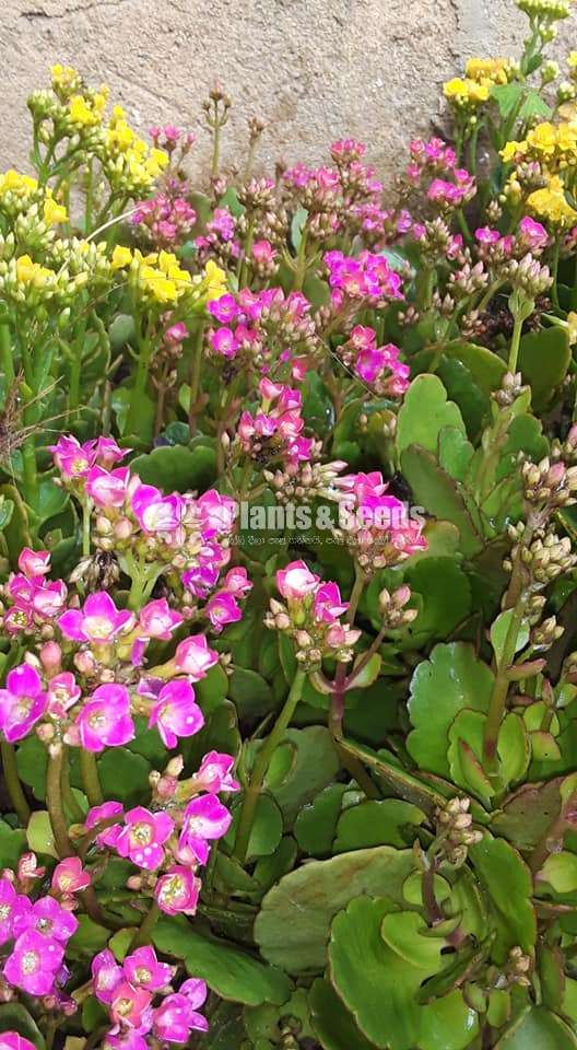Kalanchcho  (කලංච්ච් )