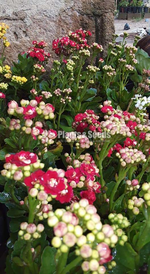 Kalanchcho  (කලංච්ච් )