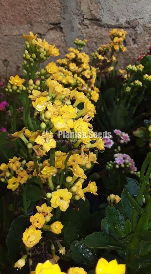 Kalanchcho  (කලංච්ච් )