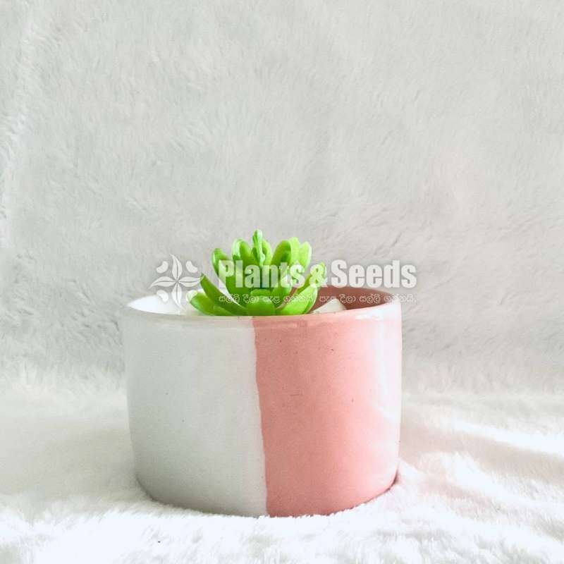 Succulent plant with a beautiful pot