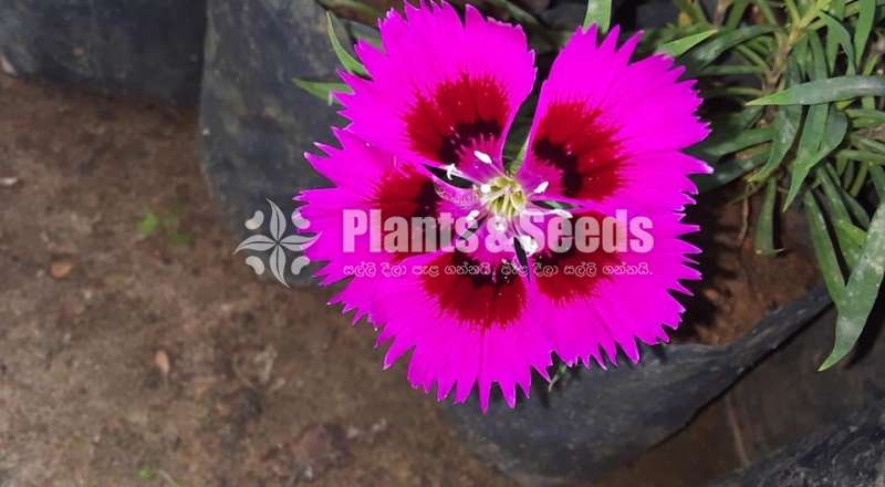 Dianthus (ඩයන්තාස් )