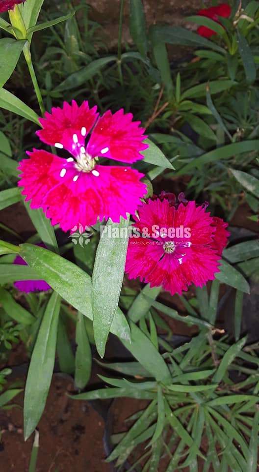 Dianthus (ඩයන්තාස් )