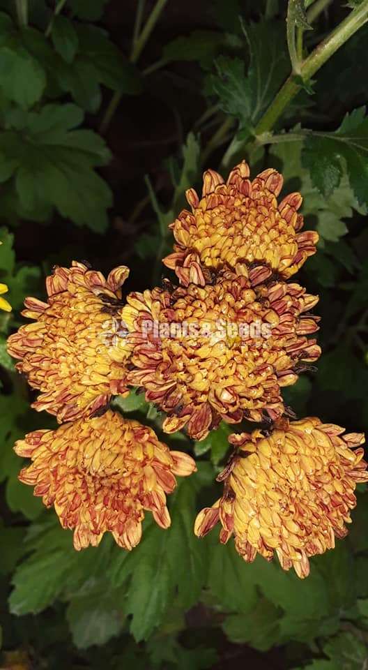 Kapuru (කපුරැ) Chrysanthemum