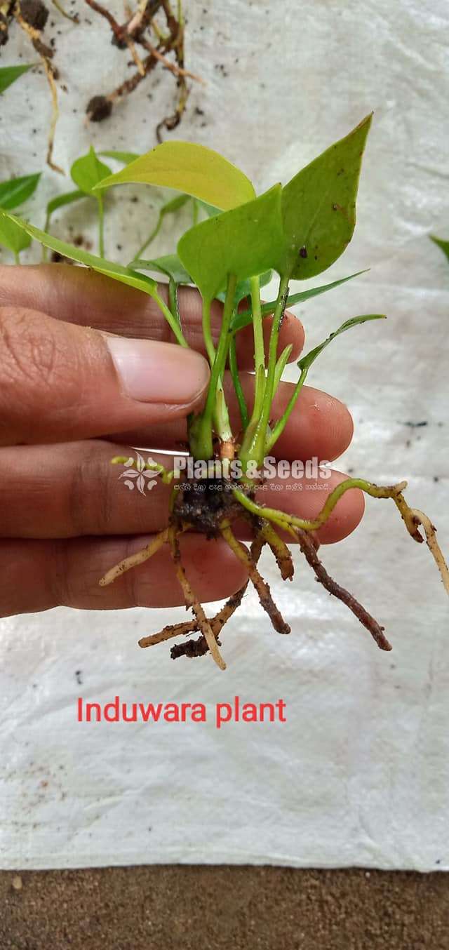 Lady jane (ලේඩ් ජේන්)