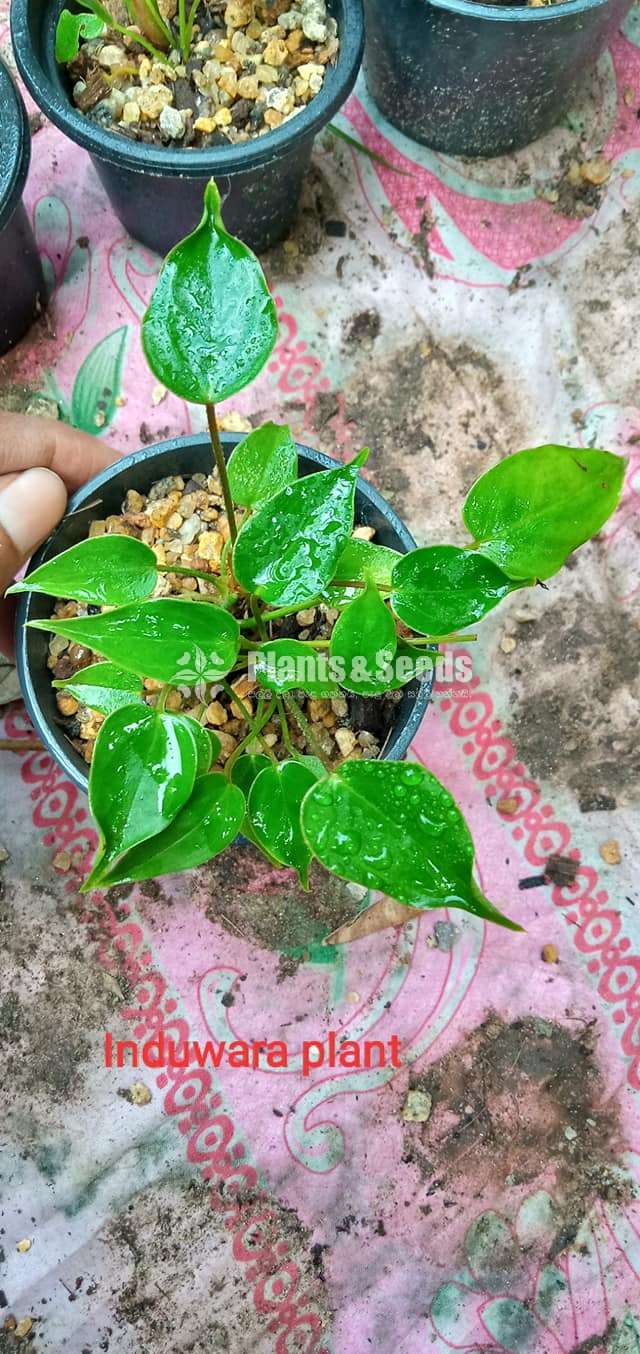 Lady jane (ලේඩ් ජේන්)