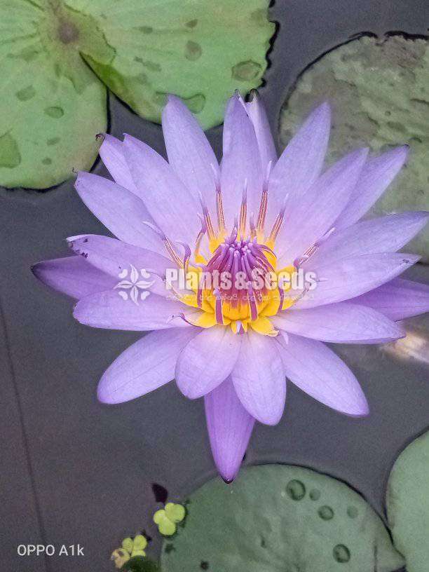 Royal blue (Water lilly)
