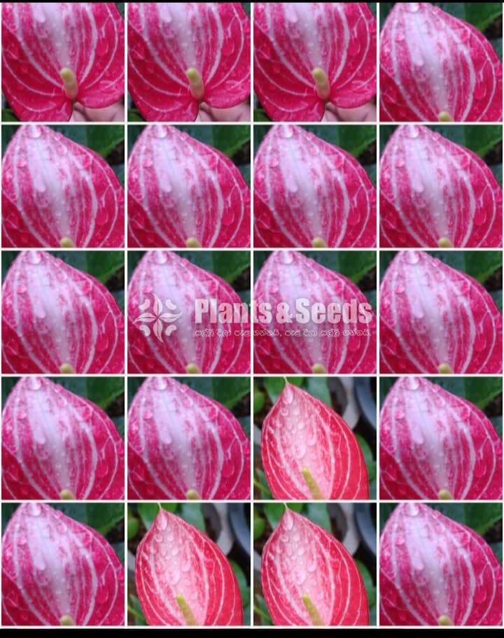 Livium anthurium (ලිවියම්)