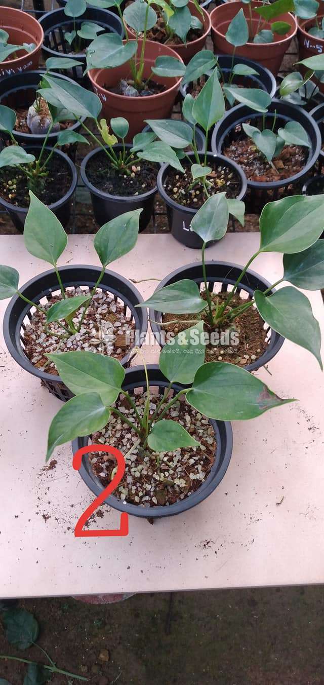 Livium anthurium (ලිවියම්)
