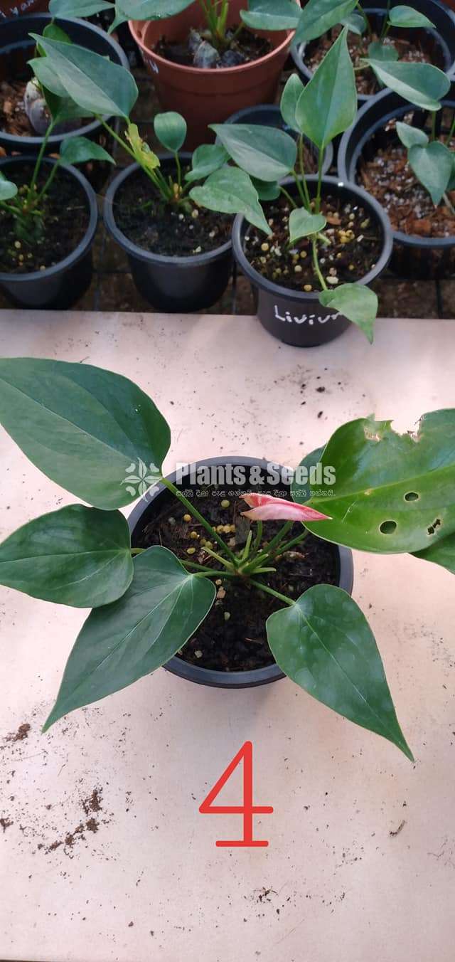 Livium anthurium (ලිවියම්)