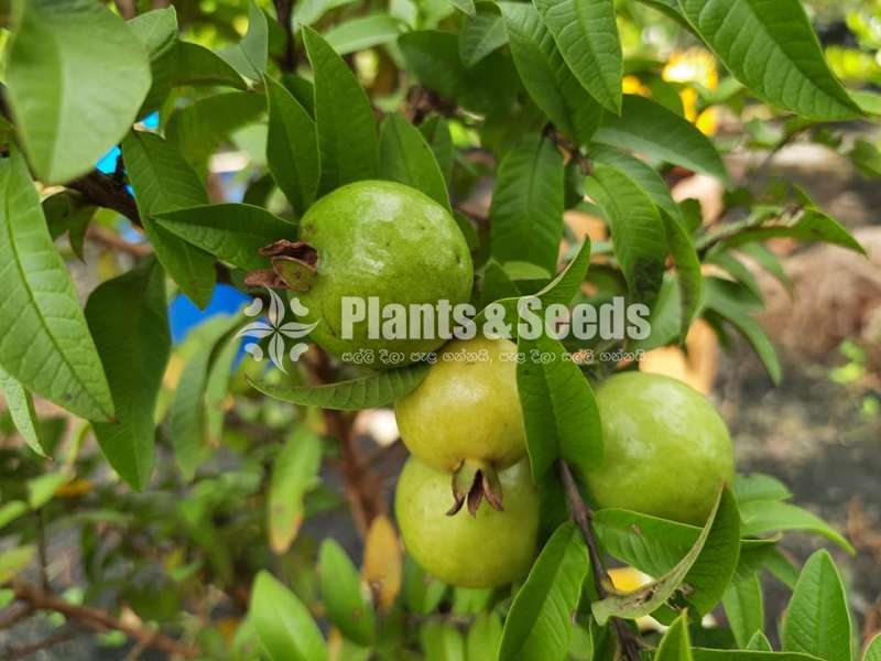 Chinese Pera(කුරු චීන පේර)