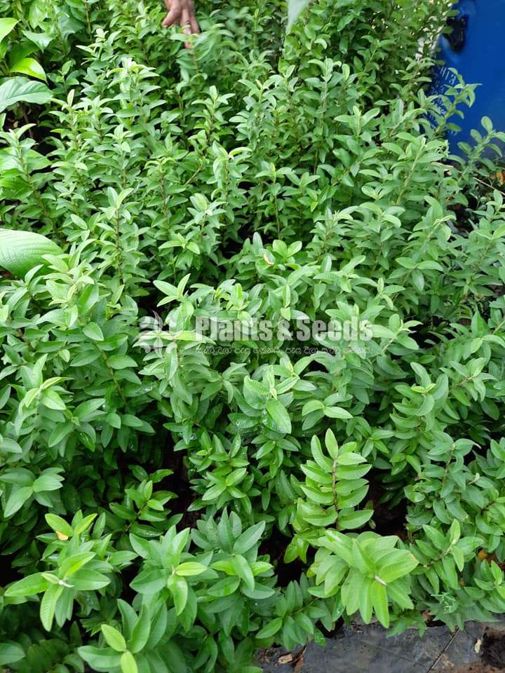 Chinese Pera(කුරු චීන පේර)